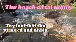 Cá Tai Tượng