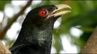 koel bird sound effects, koyal ki awaaz, cuckoo songs