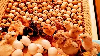 Baby MURGI Chicks Born: Nature's Way vs. The Hatchery!