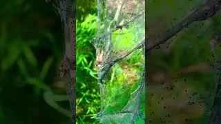 Raupen der Gespinstmotte #InsektenInvasion #WTFNature #WebAttack #Naturph&auml;nomen
