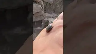 Arenivaga bolliana b&ouml;ceği
