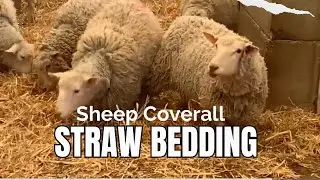 Sheep Coverall Clean Up