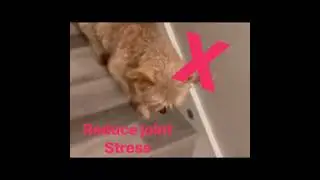 Stairwedge - Dog Ramp for Small Dogs - Versatile Stair Ramp for Any Staircase
