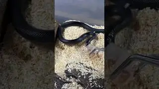 AODA | Mexican Black Kingsnake | #strike #short (24.03.24)