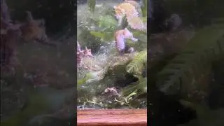 Raising Seahorses - Pt 1 - Nursery Tank Set-up #natureathome #seahorsefry #seahorse