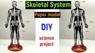 skeleton model with paper - skeleton model project - science project - skeletal system-diyasfunplay