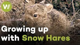 Cute Snow Hare babies and their incredible fight for surival in the Scottish Highlands