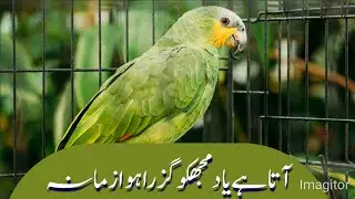 Aata hai yaad🌳🦜mujhko guzra huwa Zamana||آتا ہے یاد مجھکو گزرا ہوا زمانہ||#noor_channel_kwt