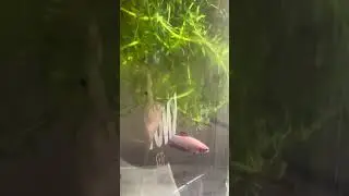 Feeding small red worms to my betta fish 