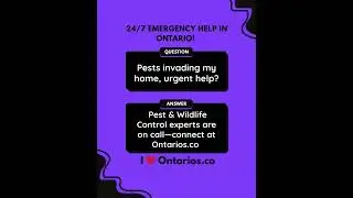 Pests Invading Your Home? Emergency Pest & Wildlife Control in Ontarios.co