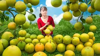 Harvesting 1000+ Grapefruits Go to Village Market Sell - Grapefruit Garden | Phuong Harvest Life