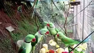 Crazy Zoo Feeding Time
