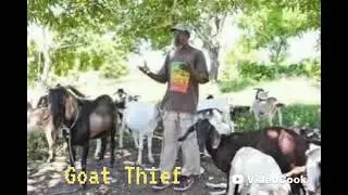 Goat Thief