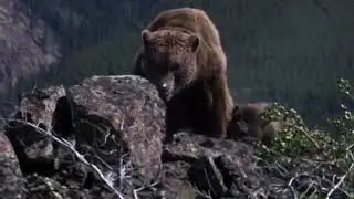 leão das cavernas vs urso das cavernas