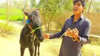 دلچسپ واقعہ چھوٹا خچر کس طرح گھوڑے کی ماند ہوتا ہے