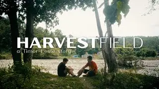 HARVEST FIELD | A Timor-Leste Story