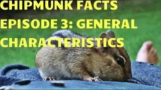CHIPMUNK FACTS EPISODE 3: GENERAL CHARACTERISTICS