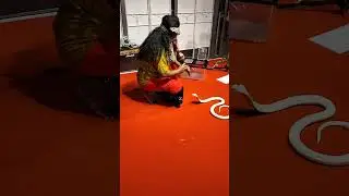 Snake Show in Japan #dj #music #nazrul_quraishi #syncwave_media #shorts #short #viral #snake #love