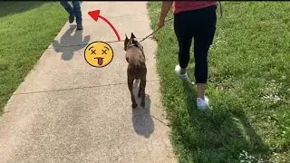Mastering the Art of Walking an Aggressive Dog: Proven Strategies and Techniques