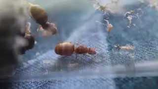 Lasius brevicornis First Nanitics and Feeding [11-3-18]