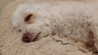 Senior Dog Aegyo's Snoring ASMR