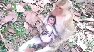 Millions sad, Poor baby monkey Janet Cry loudly cos Spoil monkey  kidnapper but mom Jade not care.