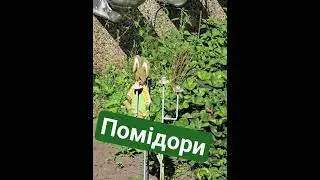 #funny #toilet #tomato #youtubeshorts #lifehacks #ландшафтныйдизайн#лайфхаки #черри Унітазні помід