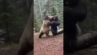 Silverback Gorilla vs Bear - Mother Protects Baby 🦍💥