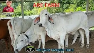 ชมวัวบราห์มันเลือดร้อย ARE FARM ลมหนาวเย็นสบาย สุขภาพวัวดีทุกตัว