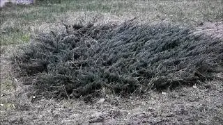 Jałowiec/Juniper-na skarpy i piach/on slopes and sand [ENG SUB]
