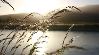 Free Beautiful Grass Sunrise Video Footage | No Copyright | Free2Use