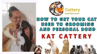 pet tips : how to groom your cats daily / personal bond with your pets / kat cattery /anne carroll