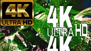 4K .VIDEO .Slow Motion Water Splash on Leaves