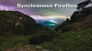 North Carolina's Synchronous and Blue Ghost Fireflies | North Carolina, Naturally