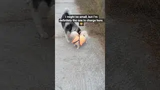 When a Husky meets a tiny Lion 🦁#cutedogshorts #doggielife #shihtzu #shihtzulife#cutedogs #funnydogs