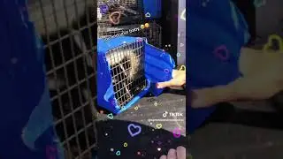 Skunk Removal- Summit Environmental Solutions