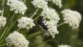 БИОСФЕРА: 181.  Клит Малый Фигурный (Chlorophorus sartor)