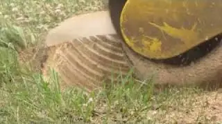 More Multi-tip Teeth Stump Grinding
