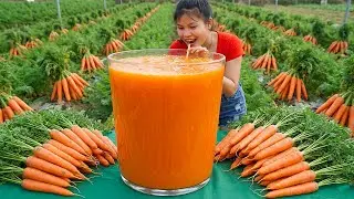 Harvesting 1000+ GIANT Organic Carrots on The Field Goes To Market Sell, Healthy Carrot Juice Recipe