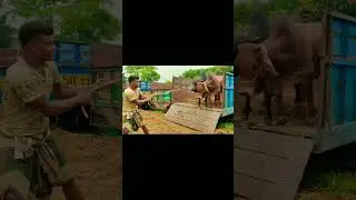Cow Unloading video on truck #cow #cowvideos #shorts #viral