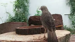 Yellow-billed bubbler's daily chorus: tracking their harmonious social calls