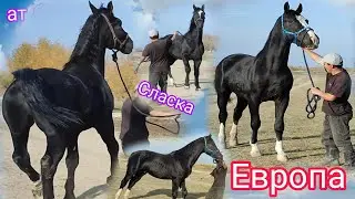 Европа Сласка ЖЫЛКЫЛАР ЛИНЯ Адидаска барат Бишкекетен чыкты