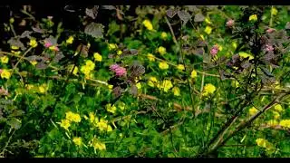 Beautiful flowers in spring 4K - Royalty free stock footage
