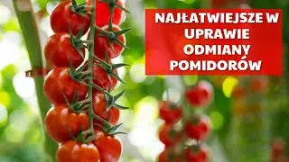 Jakie są najłatwiejsze odmiany pomidorów do uprawy?