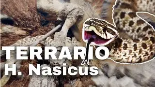 Nuovo TERRARIO per il mio HETERODON NASICUS!