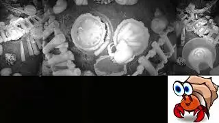 Time Lapse of 24x7 Hermit Crab Live Stream Overnight January 17th - January 18th 2026 (60x)