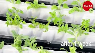 RCS&reg; 2.0 in vitro