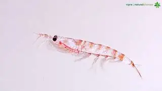 AntarcticRed Omega-3 Krill Oil: Sustainable Harvesting & Remarkable Health Benefits Explained