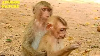 Warm welcome! Monkey Anita hug and kiss Axel with love | Angkor Nature