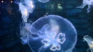 MOV01291
